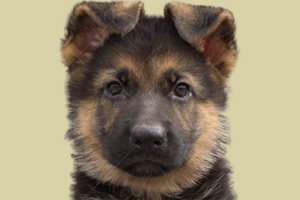 德國牧羊犬怎么看年齡