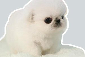 京巴幼犬如何喂養