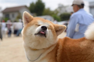 養柴犬應該注意什么