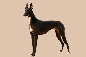 格力犬怎么養