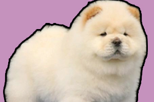 松獅犬怎么養的胖