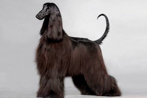 阿富汗獵犬幼犬怎么養