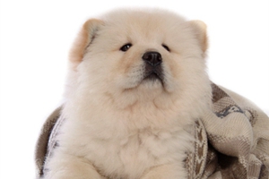 怎么喂養松獅犬
