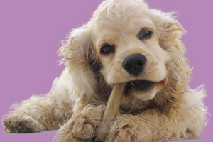 可卡犬怎么養