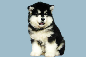 小阿拉斯加犬怎么養