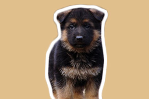 德牧幼犬喂養技巧有哪些