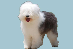 古牧犬怎么養