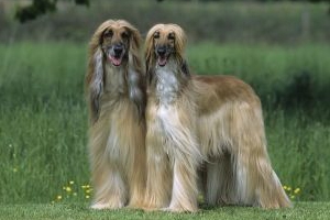 阿富汗獵犬如何喂養
