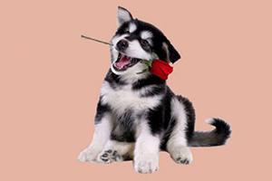 哈士奇幼犬飼養方法