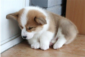 柯基幼犬挑選方法