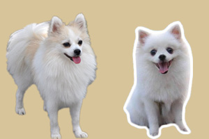 狐貍犬和博美的區別是什么