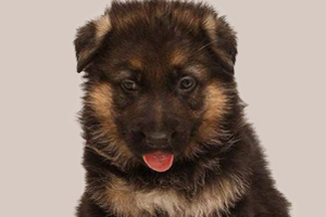 德牧幼犬驅蟲方法是什么