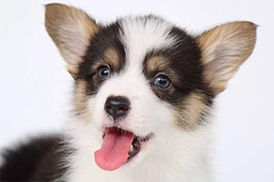 柯基犬如何飼養(yǎng)