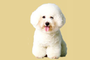 卷毛比熊犬吃什么好
