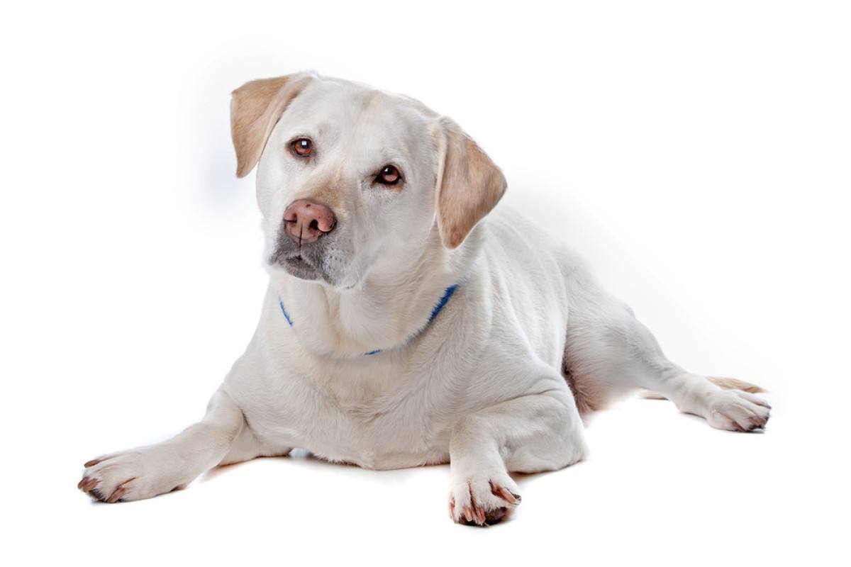 拉布拉多犬吃什么補鈣