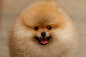 博美犬皮膚病怎么預(yù)防