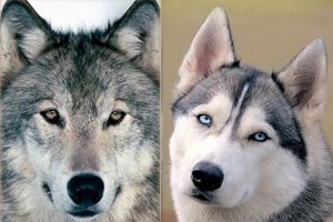 雪橇犬和哈士奇的區別