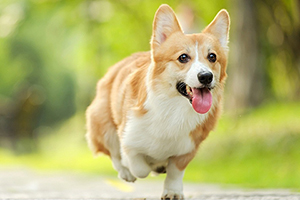 怎么飼養(yǎng)柯基犬