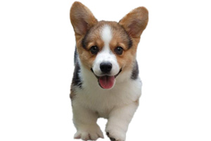 柯基犬飼養(yǎng)注意事項(xiàng)