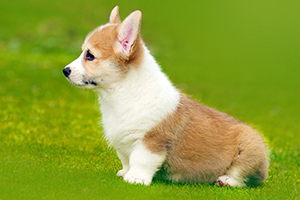 柯基犬為什么要斷尾
