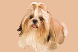 西施犬吃什么長毛