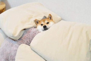 柴犬怎么養胖
