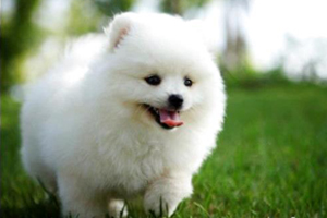 小博美犬的養法是什么