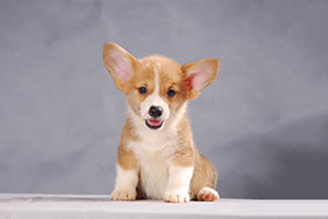 柯基犬幼犬怎么養
