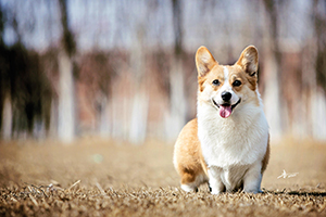 柯基犬飼養心得