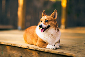 柯基犬怎么樣養(yǎng)