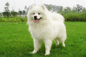 薩摩耶犬怎么養