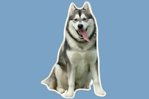 阿拉斯加雪橇犬喂養方法