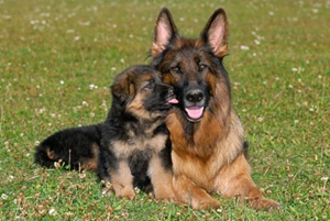 純種德國(guó)牧羊犬幼犬如何喂養(yǎng)