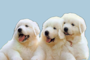 薩摩耶幼犬狗糧怎么喂養