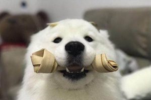 薩摩耶不吃飯怎么辦