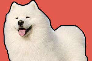 薩摩耶幼犬怎樣喂養