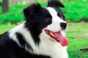 牧羊犬喜歡吃什么食物