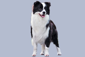 邊境牧羊犬怎么喂養