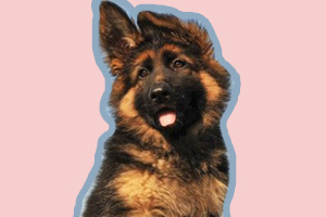 德國牧羊犬吃什么長的快