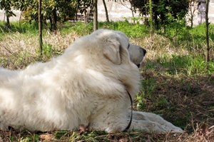 大白熊幼犬喂養(yǎng)要注意什么