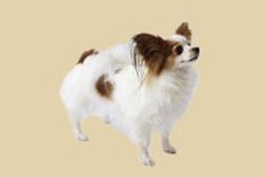 蝴蝶犬怎么養(yǎng)