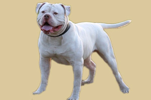 美國斗牛犬飼養方法是什么