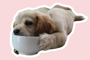 金毛犬怎么養胖