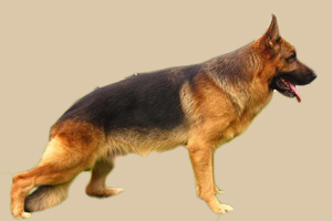 德國牧羊犬吃什么毛亮