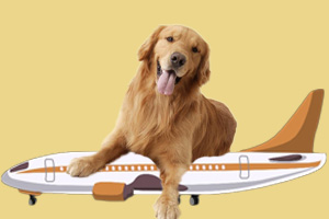 寵物空運流程是什么