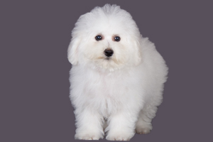 比熊犬吃什么對毛好