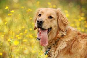 金毛犬的飼養(yǎng)方法有哪些