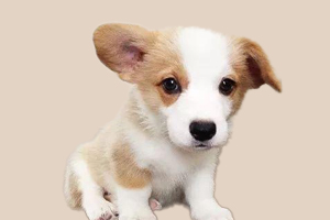 柯基犬為什么不立耳