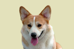 柯基犬什么時候月經