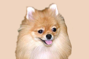 博美犬身上有味道怎么處理
